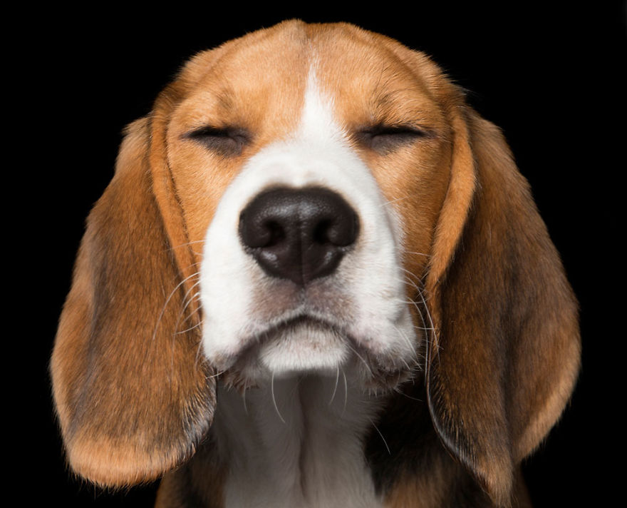 Zen Dogs: Photographer Captures Chilled Canines Who Have Reached A State Of Bliss Zen Dogs: Photographer Captures Chilled Canines Who Have Reached A State Of Bliss