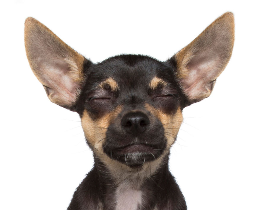 Zen Dogs: Photographer Captures Chilled Canines Who Have Reached A State Of Bliss Zen Dogs: Photographer Captures Chilled Canines Who Have Reached A State Of Bliss