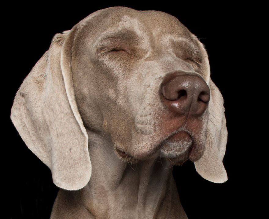 Zen Dogs: Photographer Captures Chilled Canines Who Have Reached A State Of Bliss Zen Dogs: Photographer Captures Chilled Canines Who Have Reached A State Of Bliss