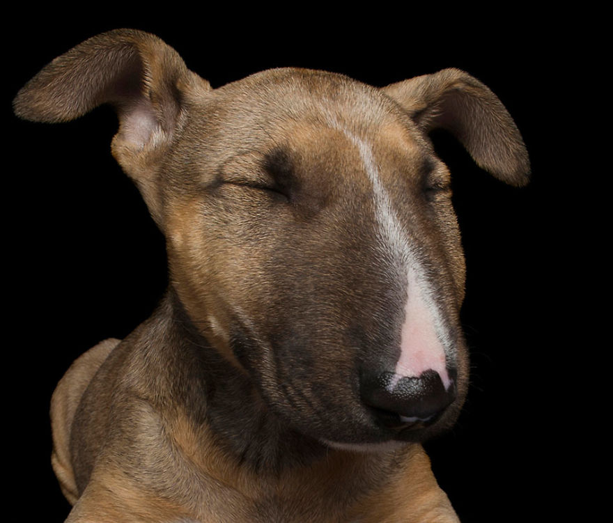 Zen Dogs: Photographer Captures Chilled Canines Who Have Reached A State Of Bliss Zen Dogs: Photographer Captures Chilled Canines Who Have Reached A State Of Bliss