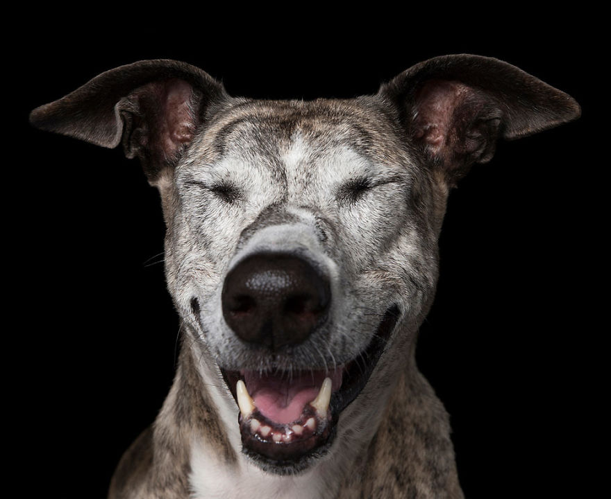 Zen Dogs: Photographer Captures Chilled Canines Who Have Reached A State Of Bliss Zen Dogs: Photographer Captures Chilled Canines Who Have Reached A State Of Bliss