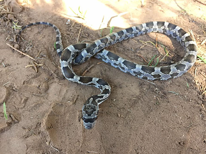 This Hipster Snake Was Born With Sunglasses And A Mustache