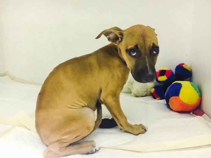 This 13-Year-Old Boy Walked 2 Miles Just To Save A Dying Puppy This 13-Year-Old Boy Walked 2 Miles Just To Save A Dying Puppy