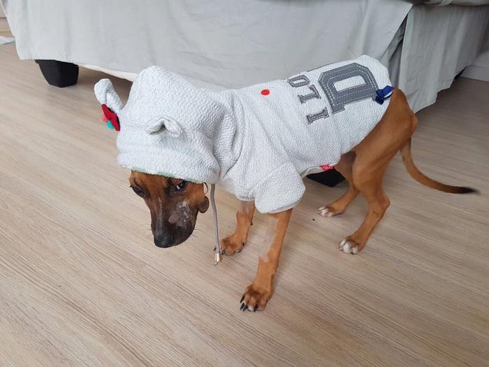 This 13-Year-Old Boy Walked 2 Miles Just To Save A Dying Puppy This 13-Year-Old Boy Walked 2 Miles Just To Save A Dying Puppy