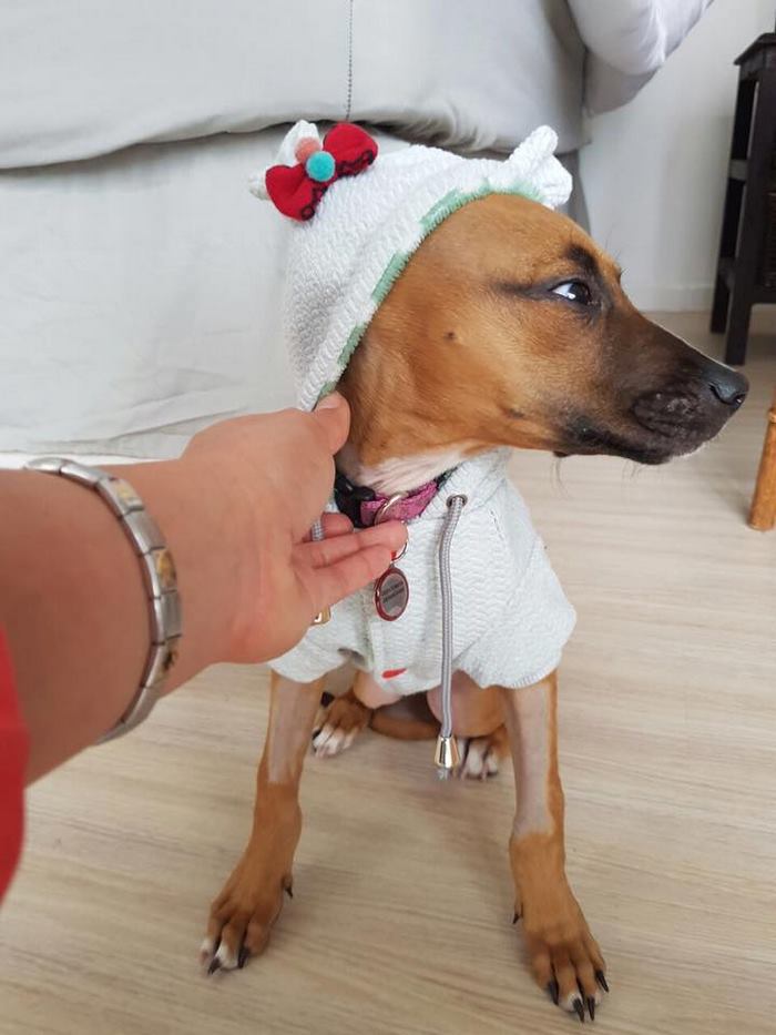 This 13-Year-Old Boy Walked 2 Miles Just To Save A Dying Puppy This 13-Year-Old Boy Walked 2 Miles Just To Save A Dying Puppy