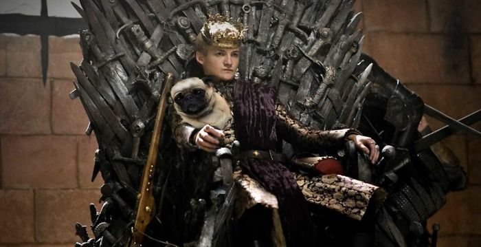 King Joffrey Hugs A Pug, And Sparks A Brutal Photoshop Battle King Joffrey Hugs A Pug, And Sparks A Brutal Photoshop Battle