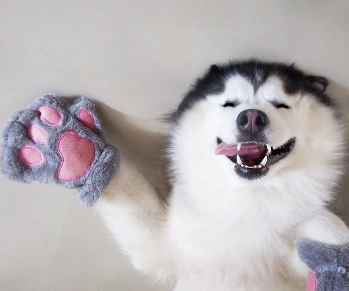 Meet Maru, The Happiest Husky In The World That Is Secretly A Panda Meet Maru, The Happiest Husky In The World That Is Secretly A Panda
