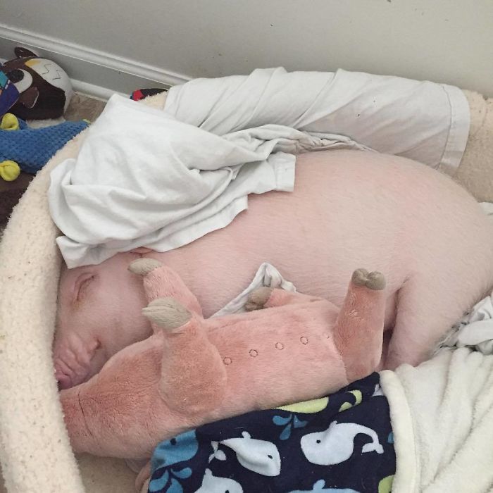 These 201 Pictures Of Adorable Pets Sleeping With Toys Will Be Too Much Cuteness For You To Take These 201 Pictures Of Adorable Pets Sleeping With Toys Will Be Too Much Cuteness For You To Take