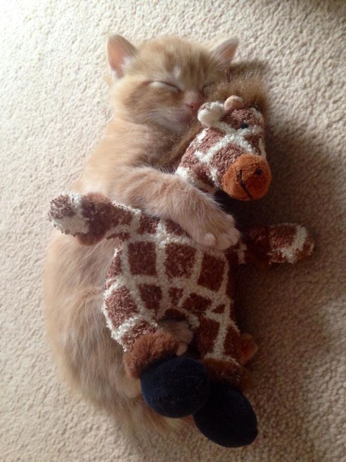 These 201 Pictures Of Adorable Pets Sleeping With Toys Will Be Too Much Cuteness For You To Take These 201 Pictures Of Adorable Pets Sleeping With Toys Will Be Too Much Cuteness For You To Take