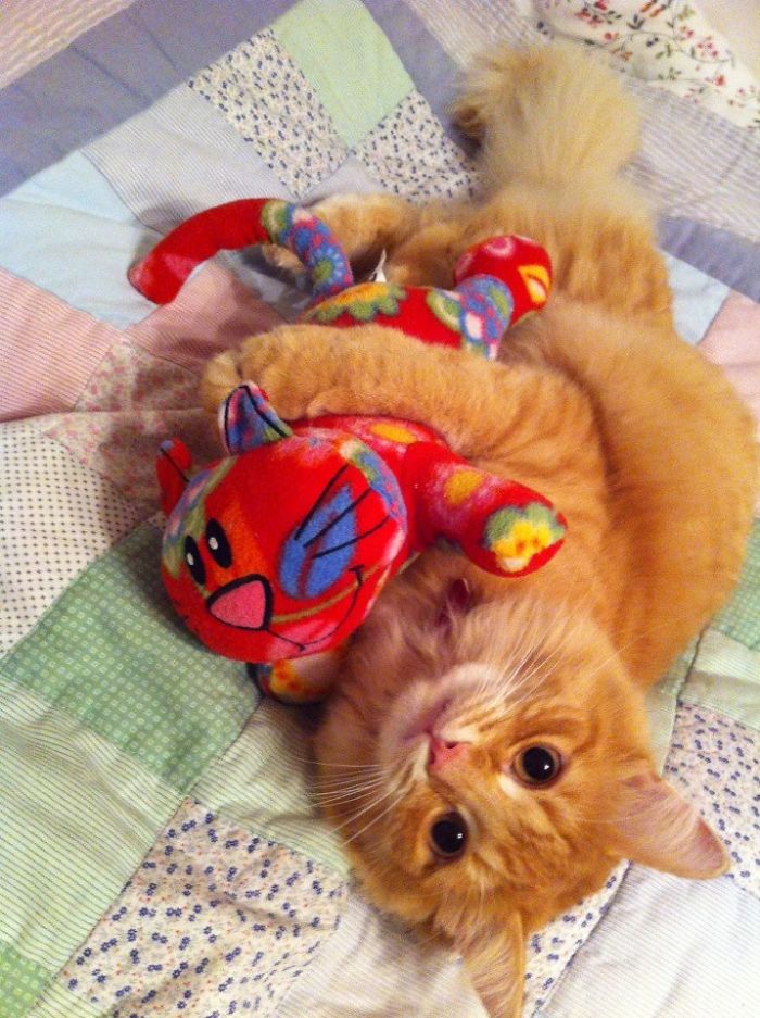 These 201 Pictures Of Adorable Pets Sleeping With Toys Will Be Too Much Cuteness For You To Take These 201 Pictures Of Adorable Pets Sleeping With Toys Will Be Too Much Cuteness For You To Take