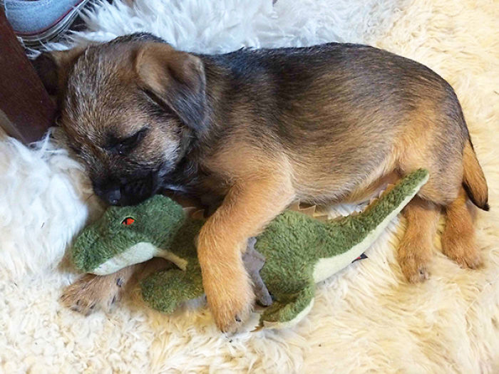 These 201 Pictures Of Adorable Pets Sleeping With Toys Will Be Too Much Cuteness For You To Take These 201 Pictures Of Adorable Pets Sleeping With Toys Will Be Too Much Cuteness For You To Take