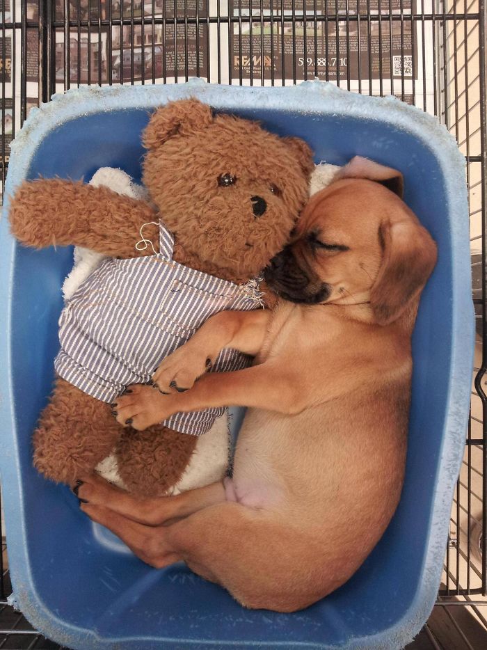 These 201 Pictures Of Adorable Pets Sleeping With Toys Will Be Too Much Cuteness For You To Take These 201 Pictures Of Adorable Pets Sleeping With Toys Will Be Too Much Cuteness For You To Take