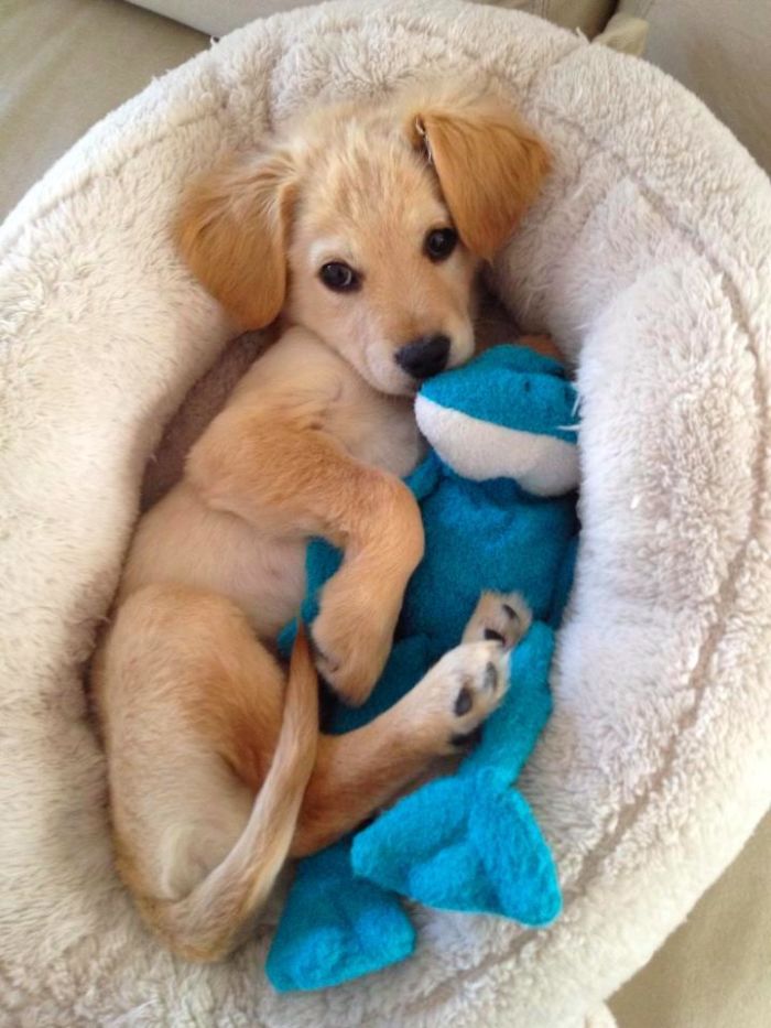 These 201 Pictures Of Adorable Pets Sleeping With Toys Will Be Too Much Cuteness For You To Take These 201 Pictures Of Adorable Pets Sleeping With Toys Will Be Too Much Cuteness For You To Take