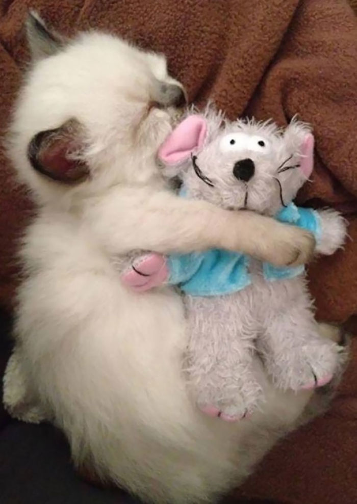 These 201 Pictures Of Adorable Pets Sleeping With Toys Will Be Too Much Cuteness For You To Take These 201 Pictures Of Adorable Pets Sleeping With Toys Will Be Too Much Cuteness For You To Take