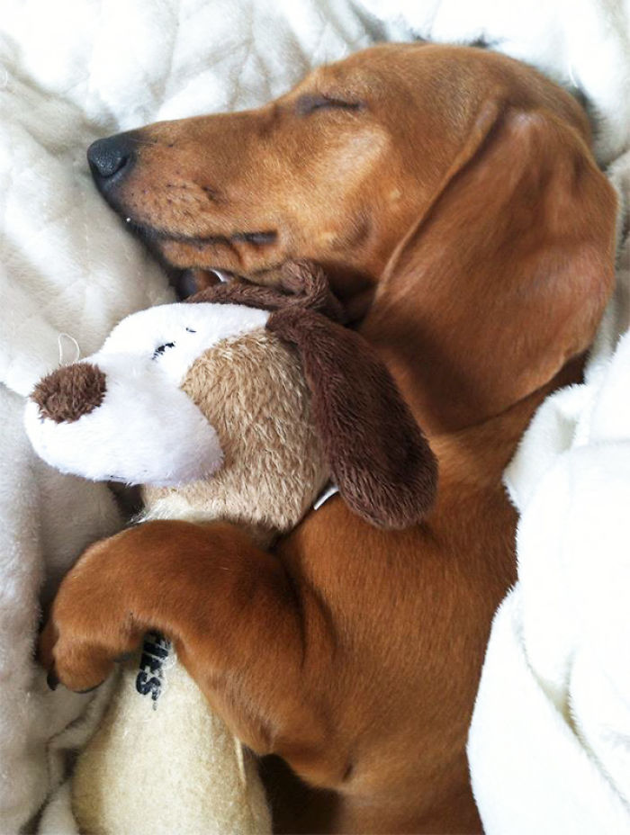 These 201 Pictures Of Adorable Pets Sleeping With Toys Will Be Too Much Cuteness For You To Take These 201 Pictures Of Adorable Pets Sleeping With Toys Will Be Too Much Cuteness For You To Take
