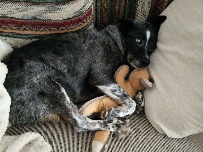 These 201 Pictures Of Adorable Pets Sleeping With Toys Will Be Too Much Cuteness For You To Take These 201 Pictures Of Adorable Pets Sleeping With Toys Will Be Too Much Cuteness For You To Take