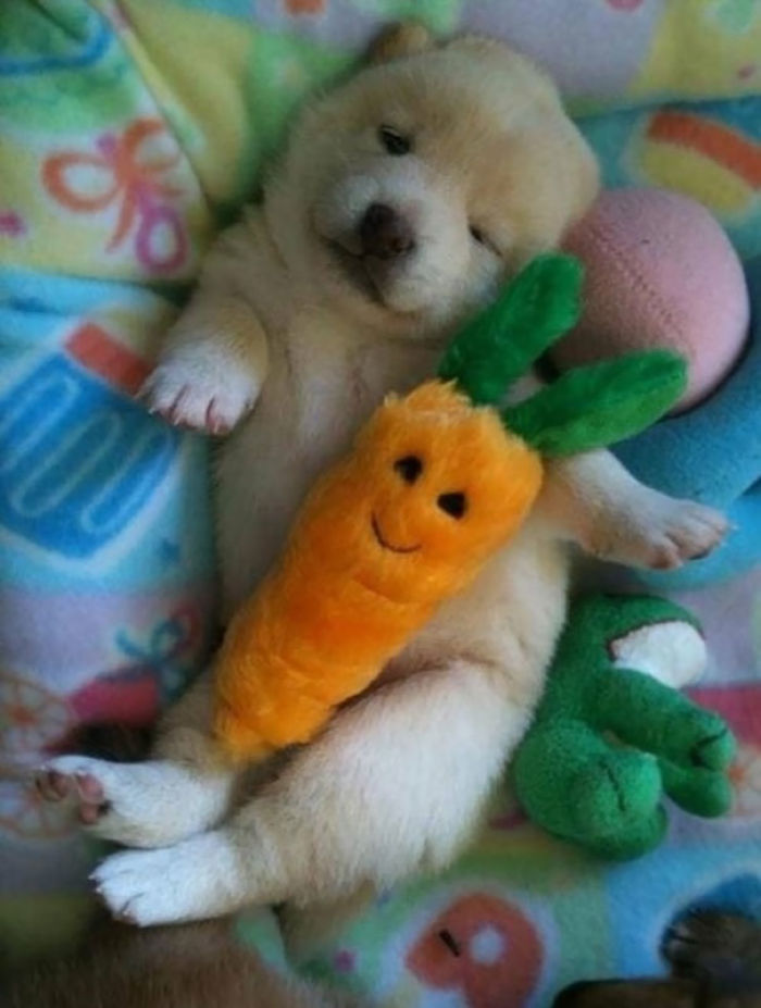 These 201 Pictures Of Adorable Pets Sleeping With Toys Will Be Too Much Cuteness For You To Take These 201 Pictures Of Adorable Pets Sleeping With Toys Will Be Too Much Cuteness For You To Take