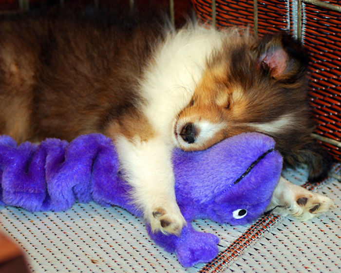 These 201 Pictures Of Adorable Pets Sleeping With Toys Will Be Too Much Cuteness For You To Take These 201 Pictures Of Adorable Pets Sleeping With Toys Will Be Too Much Cuteness For You To Take