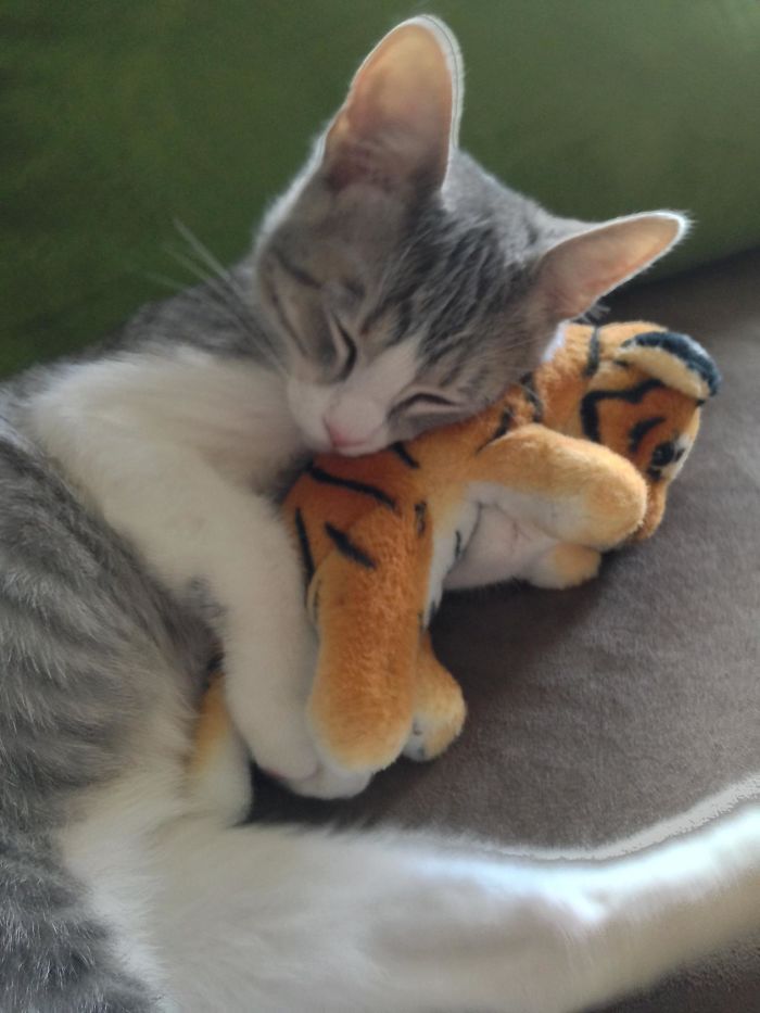 These 201 Pictures Of Adorable Pets Sleeping With Toys Will Be Too Much Cuteness For You To Take These 201 Pictures Of Adorable Pets Sleeping With Toys Will Be Too Much Cuteness For You To Take