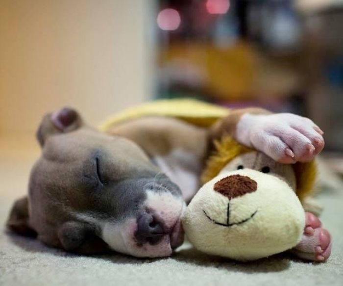 These 201 Pictures Of Adorable Pets Sleeping With Toys Will Be Too Much Cuteness For You To Take These 201 Pictures Of Adorable Pets Sleeping With Toys Will Be Too Much Cuteness For You To Take