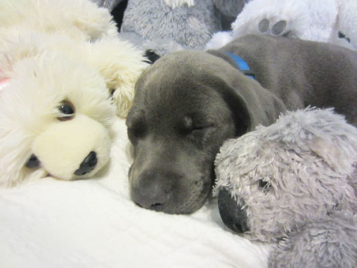 These 201 Pictures Of Adorable Pets Sleeping With Toys Will Be Too Much Cuteness For You To Take These 201 Pictures Of Adorable Pets Sleeping With Toys Will Be Too Much Cuteness For You To Take