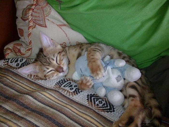 These 201 Pictures Of Adorable Pets Sleeping With Toys Will Be Too Much Cuteness For You To Take These 201 Pictures Of Adorable Pets Sleeping With Toys Will Be Too Much Cuteness For You To Take