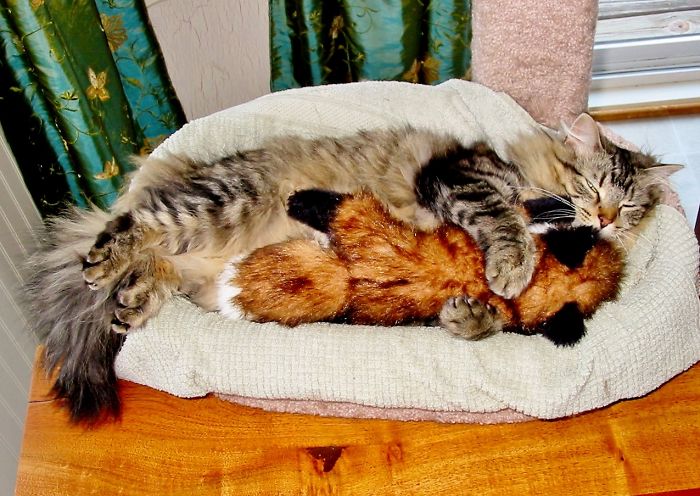 These 201 Pictures Of Adorable Pets Sleeping With Toys Will Be Too Much Cuteness For You To Take These 201 Pictures Of Adorable Pets Sleeping With Toys Will Be Too Much Cuteness For You To Take