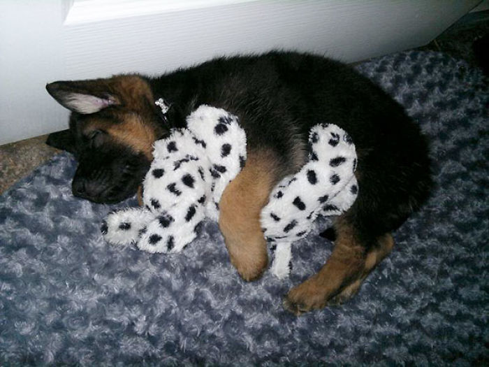 These 201 Pictures Of Adorable Pets Sleeping With Toys Will Be Too Much Cuteness For You To Take These 201 Pictures Of Adorable Pets Sleeping With Toys Will Be Too Much Cuteness For You To Take