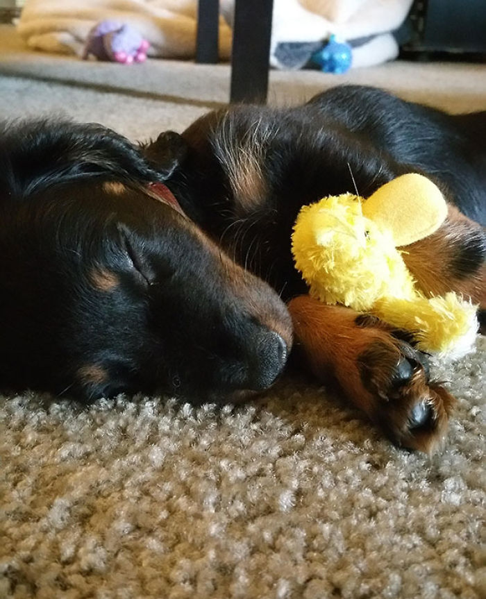 These 201 Pictures Of Adorable Pets Sleeping With Toys Will Be Too Much Cuteness For You To Take These 201 Pictures Of Adorable Pets Sleeping With Toys Will Be Too Much Cuteness For You To Take