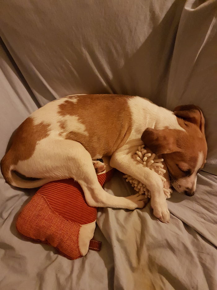 These 201 Pictures Of Adorable Pets Sleeping With Toys Will Be Too Much Cuteness For You To Take These 201 Pictures Of Adorable Pets Sleeping With Toys Will Be Too Much Cuteness For You To Take