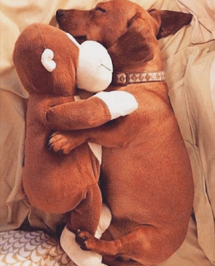 These 201 Pictures Of Adorable Pets Sleeping With Toys Will Be Too Much Cuteness For You To Take These 201 Pictures Of Adorable Pets Sleeping With Toys Will Be Too Much Cuteness For You To Take