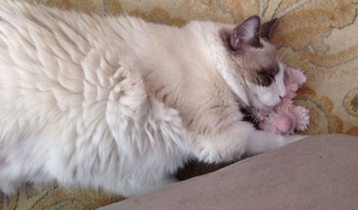 These 201 Pictures Of Adorable Pets Sleeping With Toys Will Be Too Much Cuteness For You To Take These 201 Pictures Of Adorable Pets Sleeping With Toys Will Be Too Much Cuteness For You To Take