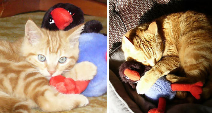 These 201 Pictures Of Adorable Pets Sleeping With Toys Will Be Too Much Cuteness For You To Take These 201 Pictures Of Adorable Pets Sleeping With Toys Will Be Too Much Cuteness For You To Take
