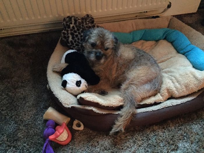 These 201 Pictures Of Adorable Pets Sleeping With Toys Will Be Too Much Cuteness For You To Take These 201 Pictures Of Adorable Pets Sleeping With Toys Will Be Too Much Cuteness For You To Take