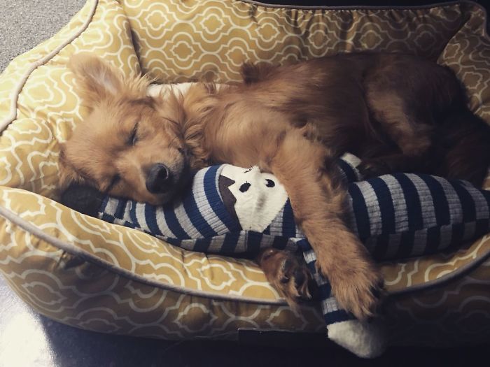 These 201 Pictures Of Adorable Pets Sleeping With Toys Will Be Too Much Cuteness For You To Take These 201 Pictures Of Adorable Pets Sleeping With Toys Will Be Too Much Cuteness For You To Take