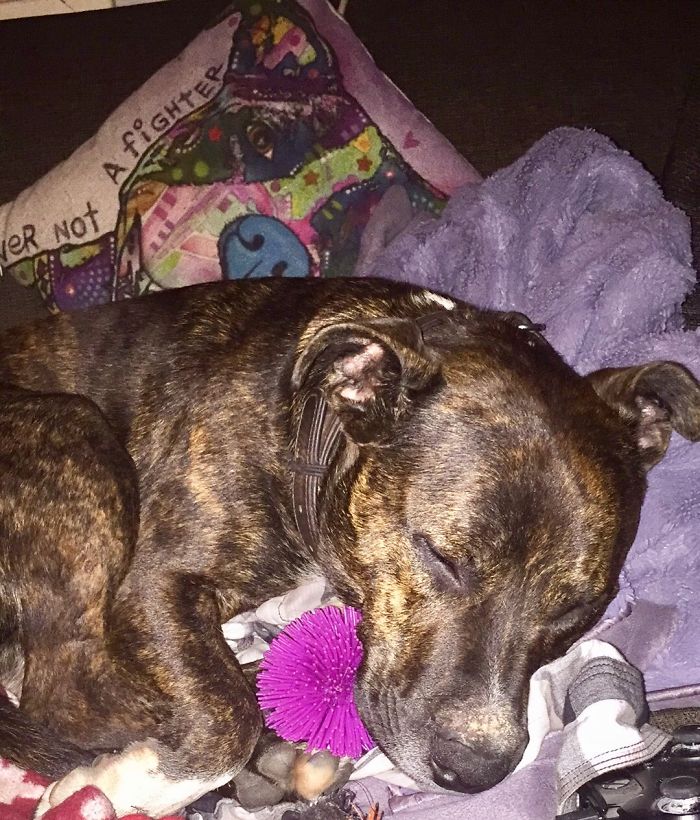 These 201 Pictures Of Adorable Pets Sleeping With Toys Will Be Too Much Cuteness For You To Take These 201 Pictures Of Adorable Pets Sleeping With Toys Will Be Too Much Cuteness For You To Take