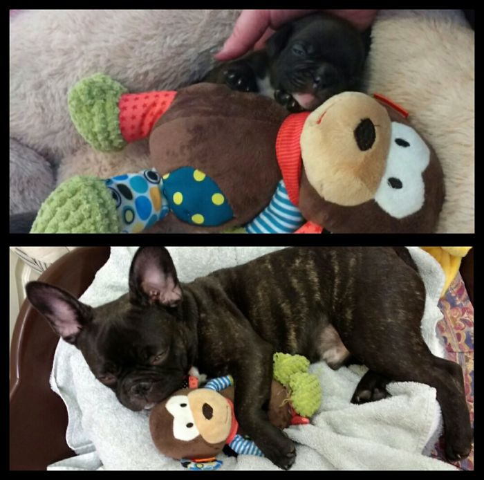 These 201 Pictures Of Adorable Pets Sleeping With Toys Will Be Too Much Cuteness For You To Take These 201 Pictures Of Adorable Pets Sleeping With Toys Will Be Too Much Cuteness For You To Take