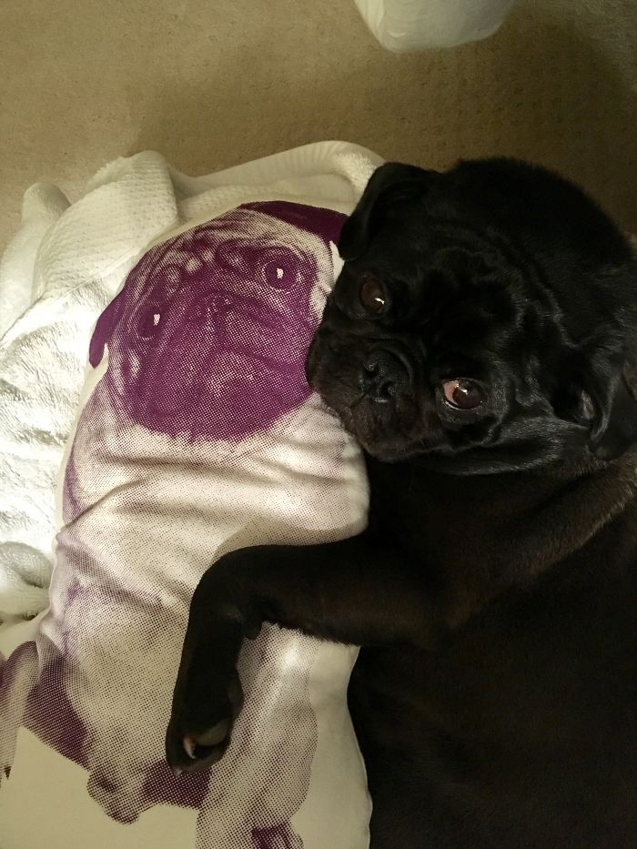 These 201 Pictures Of Adorable Pets Sleeping With Toys Will Be Too Much Cuteness For You To Take These 201 Pictures Of Adorable Pets Sleeping With Toys Will Be Too Much Cuteness For You To Take