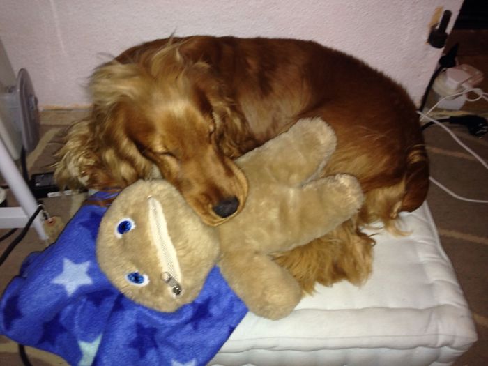 These 201 Pictures Of Adorable Pets Sleeping With Toys Will Be Too Much Cuteness For You To Take These 201 Pictures Of Adorable Pets Sleeping With Toys Will Be Too Much Cuteness For You To Take