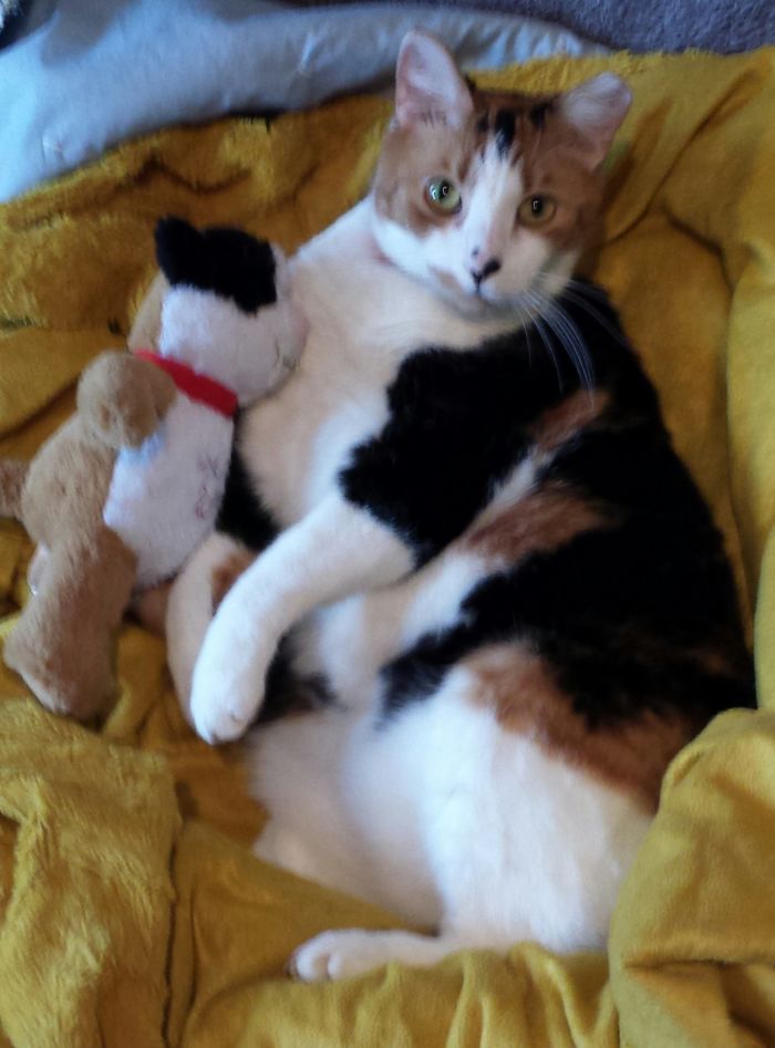 These 201 Pictures Of Adorable Pets Sleeping With Toys Will Be Too Much Cuteness For You To Take These 201 Pictures Of Adorable Pets Sleeping With Toys Will Be Too Much Cuteness For You To Take