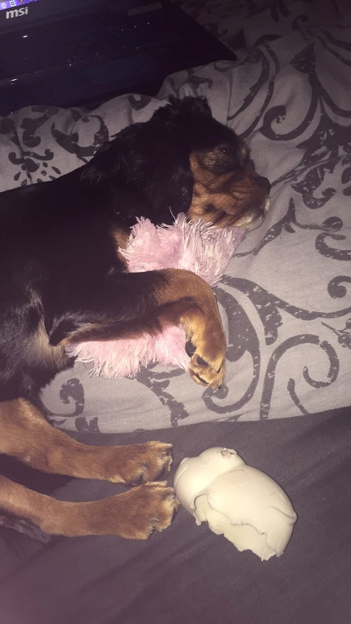 These 201 Pictures Of Adorable Pets Sleeping With Toys Will Be Too Much Cuteness For You To Take These 201 Pictures Of Adorable Pets Sleeping With Toys Will Be Too Much Cuteness For You To Take