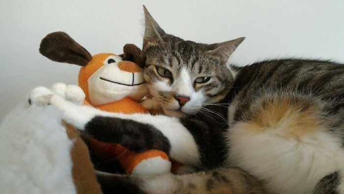 These 201 Pictures Of Adorable Pets Sleeping With Toys Will Be Too Much Cuteness For You To Take These 201 Pictures Of Adorable Pets Sleeping With Toys Will Be Too Much Cuteness For You To Take