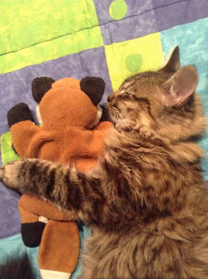 These 201 Pictures Of Adorable Pets Sleeping With Toys Will Be Too Much Cuteness For You To Take These 201 Pictures Of Adorable Pets Sleeping With Toys Will Be Too Much Cuteness For You To Take