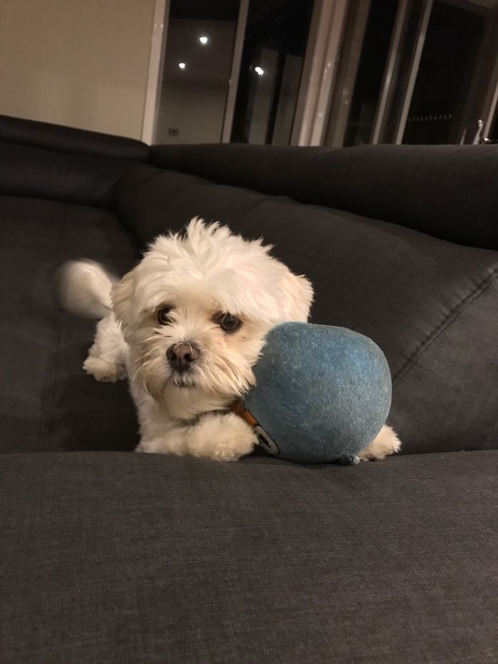 These 201 Pictures Of Adorable Pets Sleeping With Toys Will Be Too Much Cuteness For You To Take These 201 Pictures Of Adorable Pets Sleeping With Toys Will Be Too Much Cuteness For You To Take