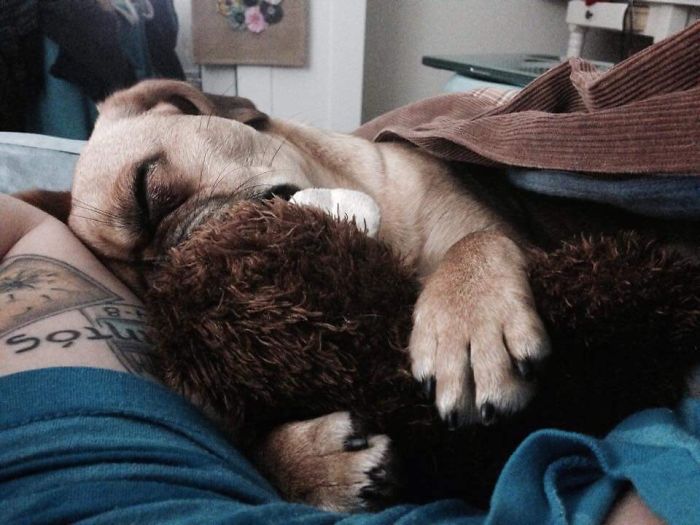 These 201 Pictures Of Adorable Pets Sleeping With Toys Will Be Too Much Cuteness For You To Take These 201 Pictures Of Adorable Pets Sleeping With Toys Will Be Too Much Cuteness For You To Take