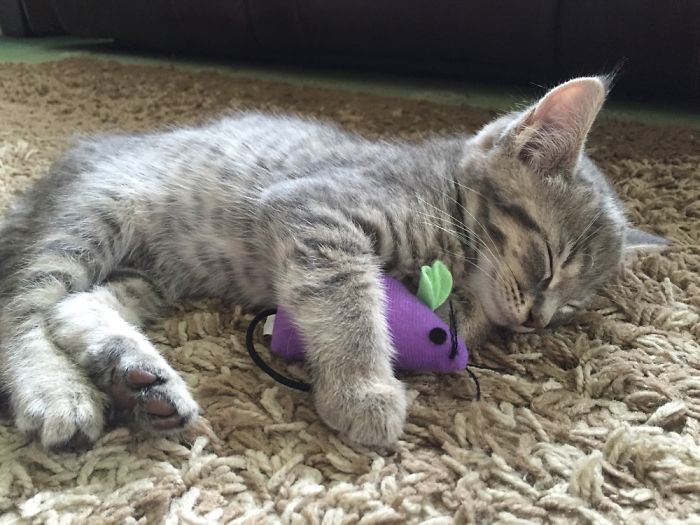 These 201 Pictures Of Adorable Pets Sleeping With Toys Will Be Too Much Cuteness For You To Take These 201 Pictures Of Adorable Pets Sleeping With Toys Will Be Too Much Cuteness For You To Take