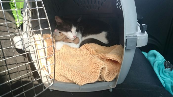 These 201 Pictures Of Adorable Pets Sleeping With Toys Will Be Too Much Cuteness For You To Take These 201 Pictures Of Adorable Pets Sleeping With Toys Will Be Too Much Cuteness For You To Take