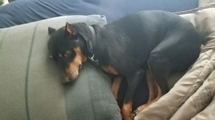 These 201 Pictures Of Adorable Pets Sleeping With Toys Will Be Too Much Cuteness For You To Take These 201 Pictures Of Adorable Pets Sleeping With Toys Will Be Too Much Cuteness For You To Take