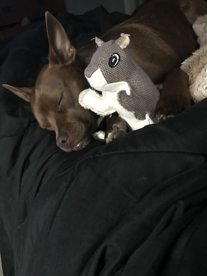 These 201 Pictures Of Adorable Pets Sleeping With Toys Will Be Too Much Cuteness For You To Take These 201 Pictures Of Adorable Pets Sleeping With Toys Will Be Too Much Cuteness For You To Take
