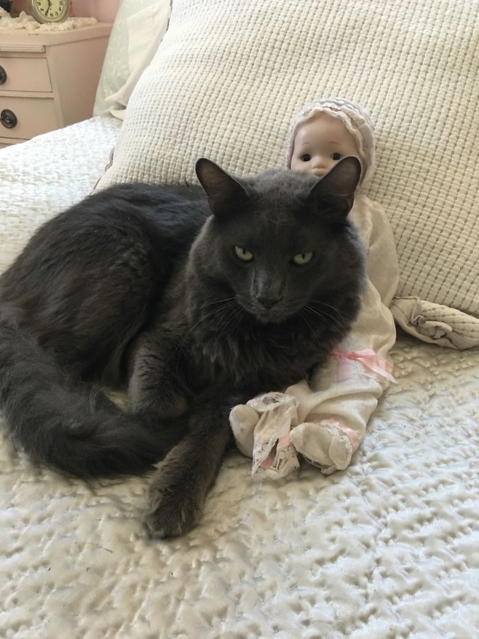 These 201 Pictures Of Adorable Pets Sleeping With Toys Will Be Too Much Cuteness For You To Take These 201 Pictures Of Adorable Pets Sleeping With Toys Will Be Too Much Cuteness For You To Take